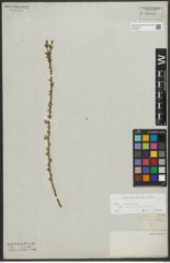 Foto von Salix repens subsp. rosmarinifolia (L.) Andersson
